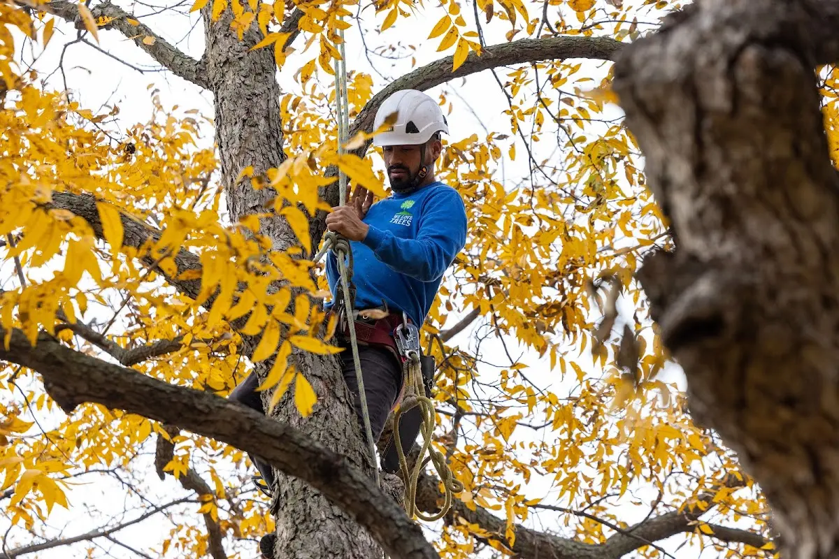 Skilled Tree Transplanting crew working in Witherbee