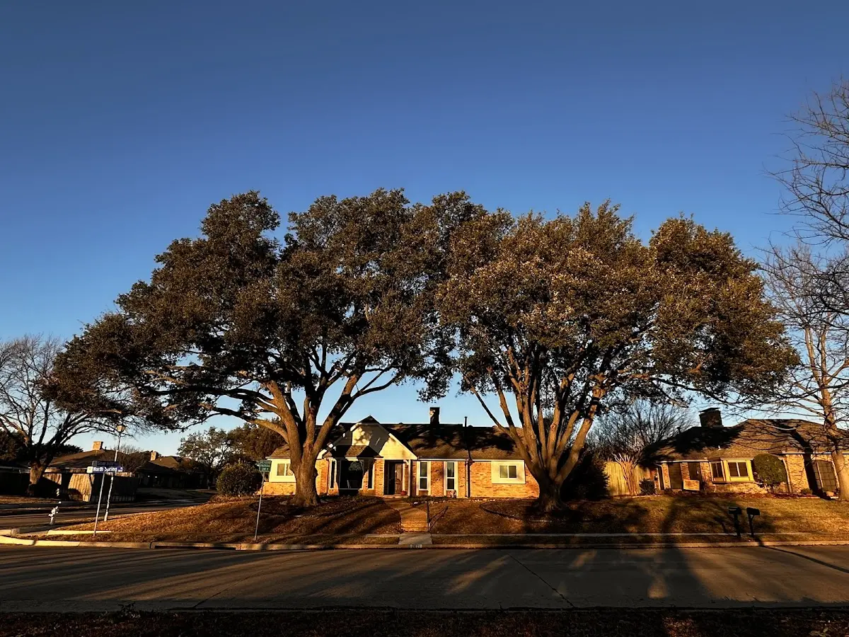Established residential canopy tree shading a home in Witherbee